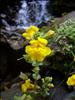 Yellow Flowers